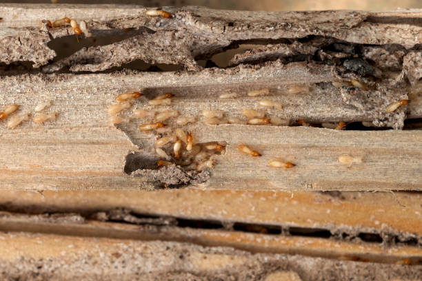 Best Pest Removal Services  in Woodbury, TN